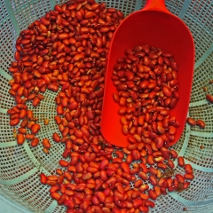 Red-beans