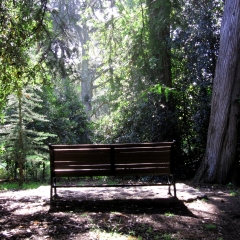 Bench in the Woods