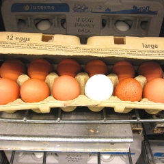 Eggs