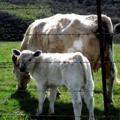 Momma and Baby Cow