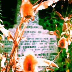 Poppies