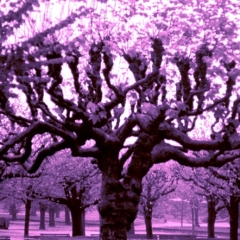 Purple Trees