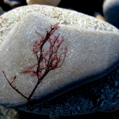 Red Plant on Rock
