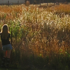 The Field