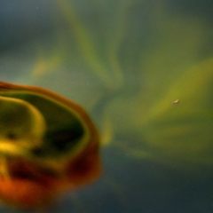 Water Lily